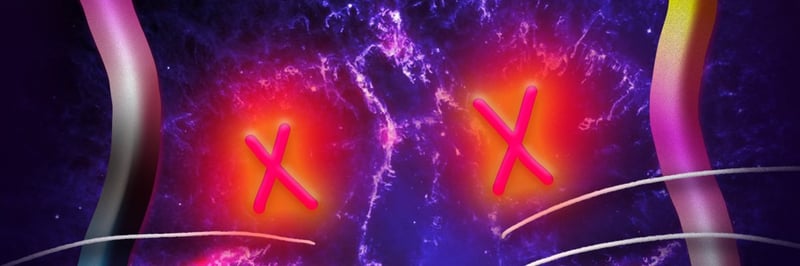 Quantum Cats banner