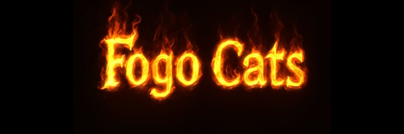 Fogo Cats banner