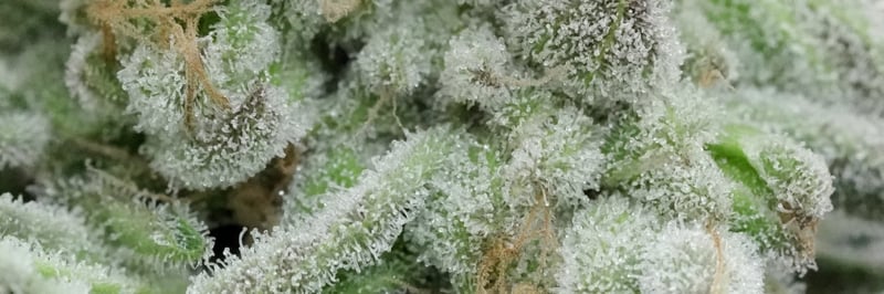 Weed gang banner