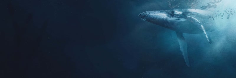 Based VC Fund banner