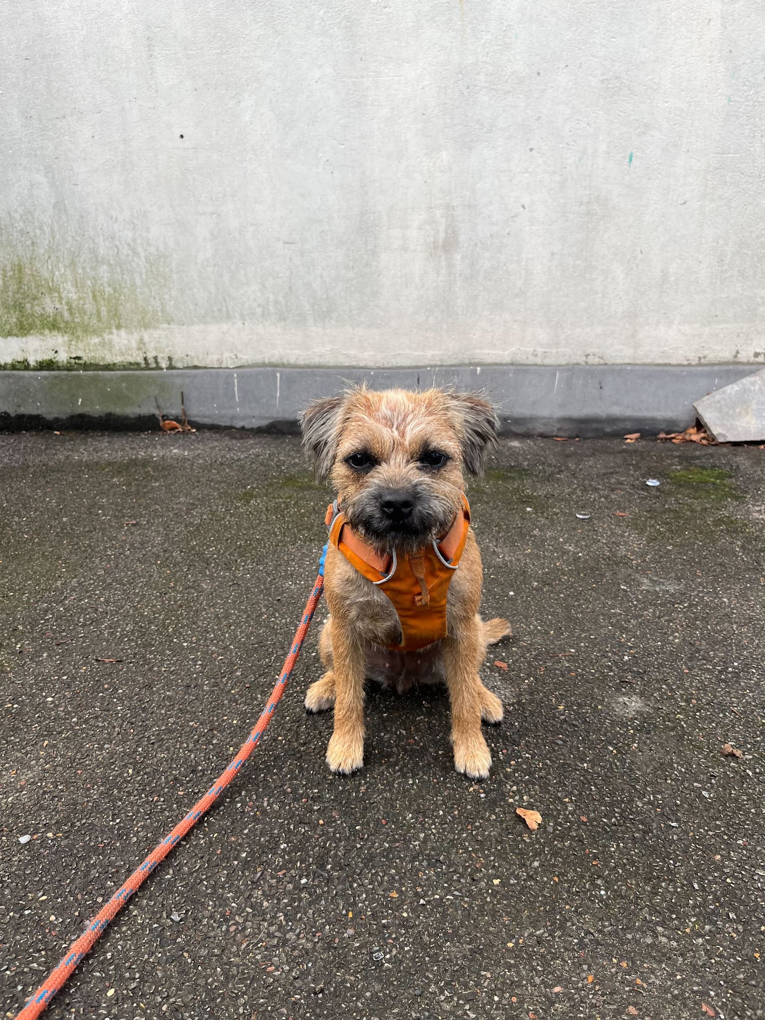 Maude straight out of the groomers looking smart