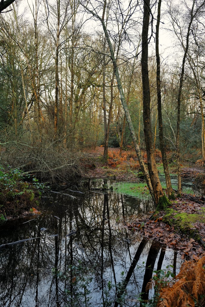 Morning walk in Epping Forest