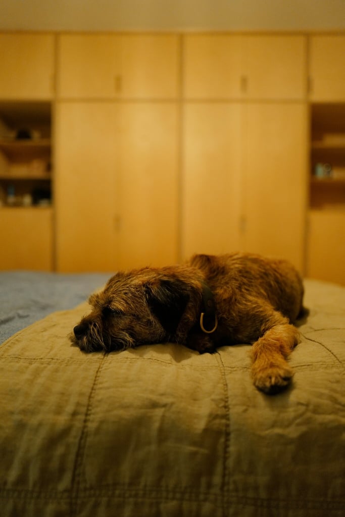 Maude winding down before bed.