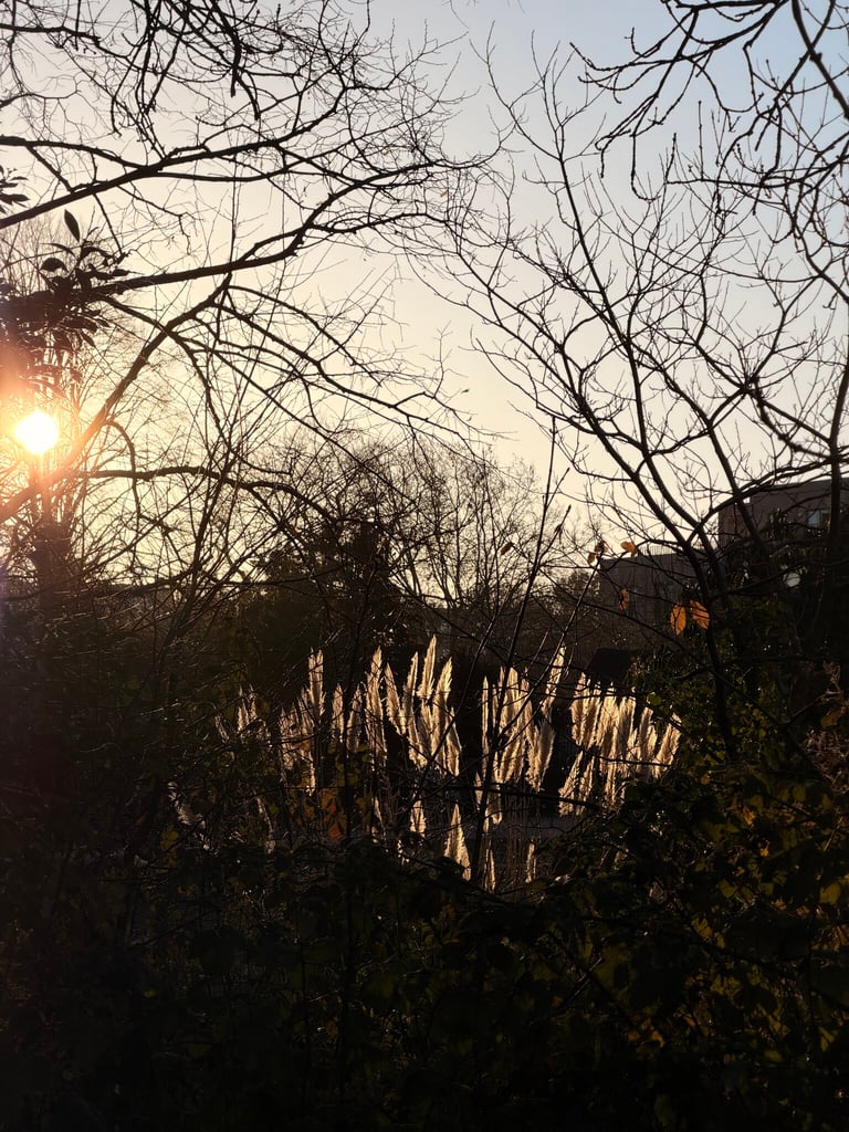 Morning light in Lloyd Park