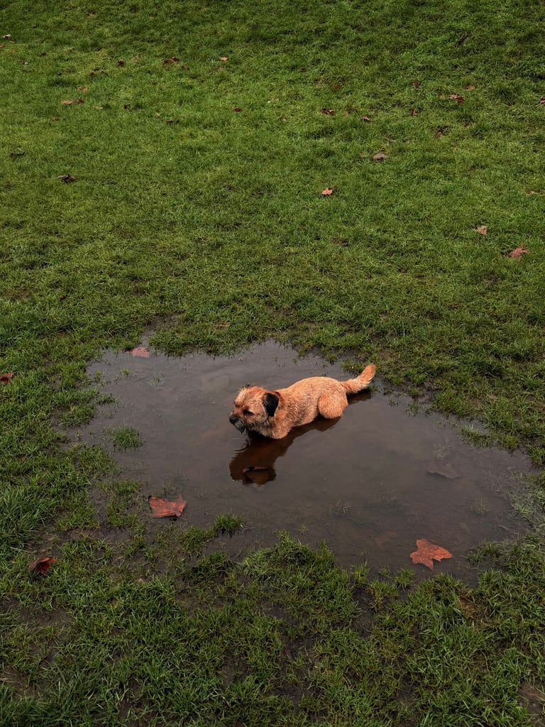 Maude cooling off in a puddle in the park this morning.