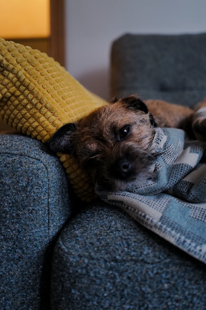 Maude snoozing on New Year’s Day