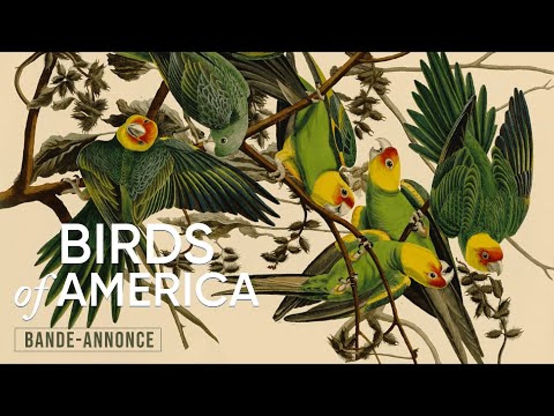 Bande annonce de BIRDS OF AMERICA