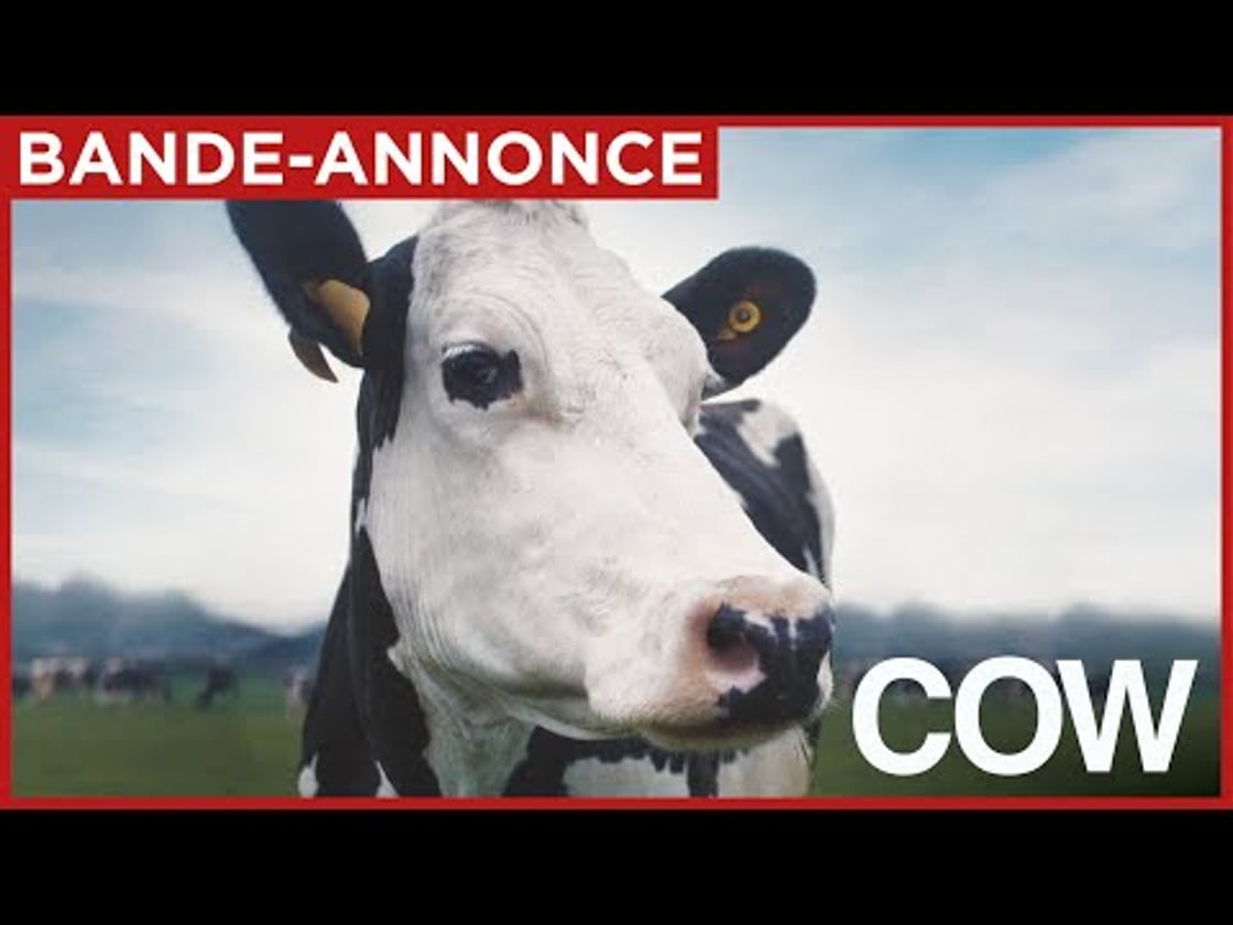 Bande annonce de COW