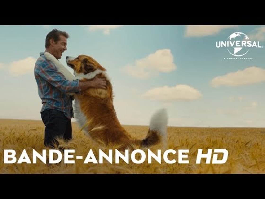 Bande annonce de Mes Autres Vies de Chien (VOST)