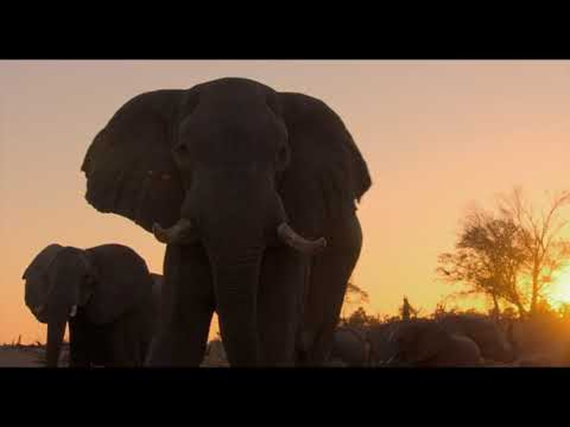 Bande annonce de Éléphants