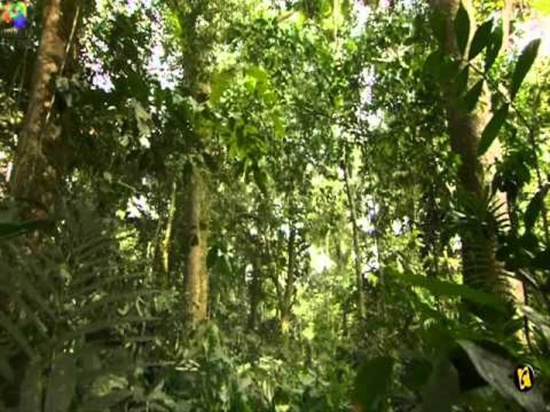 Bande annonce de BONOBOS