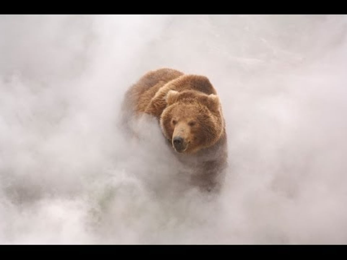 Bande annonce de Terre des Ours