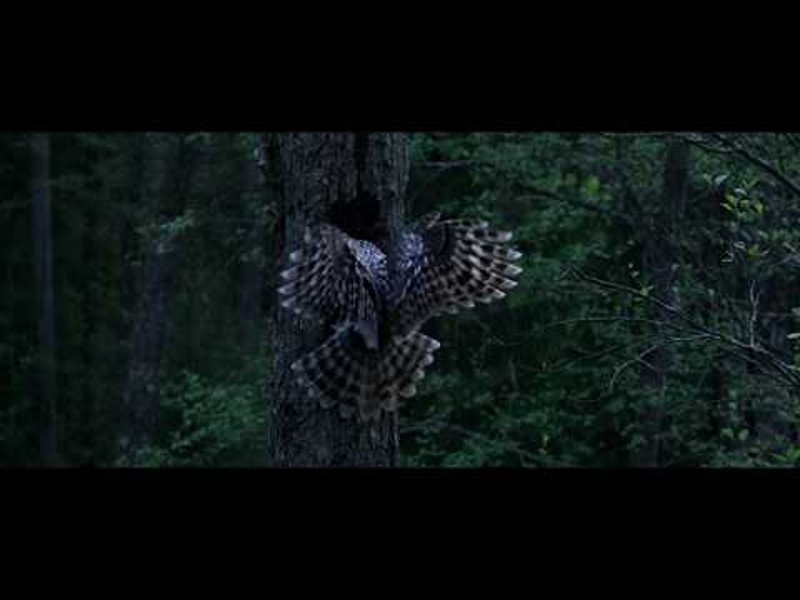 Bande annonce de DANS LES BOIS