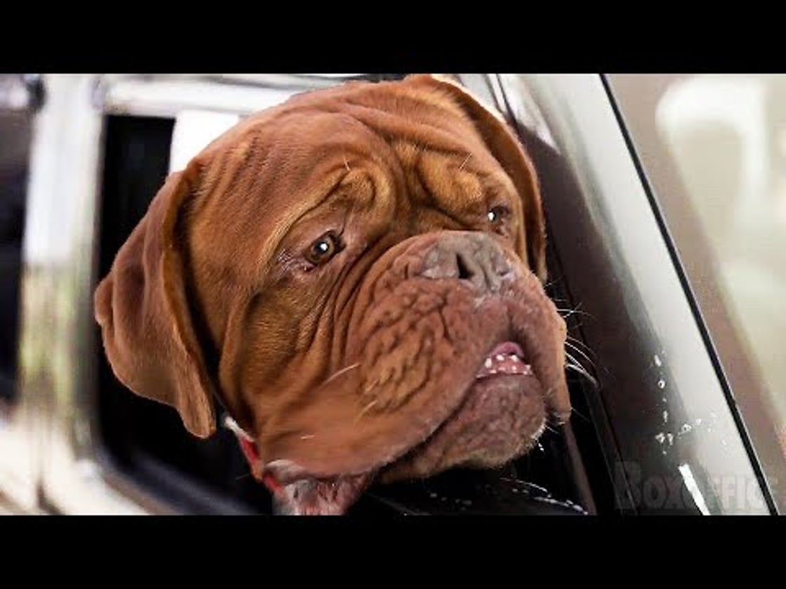 Bande annonce de TURNER & HOOCH