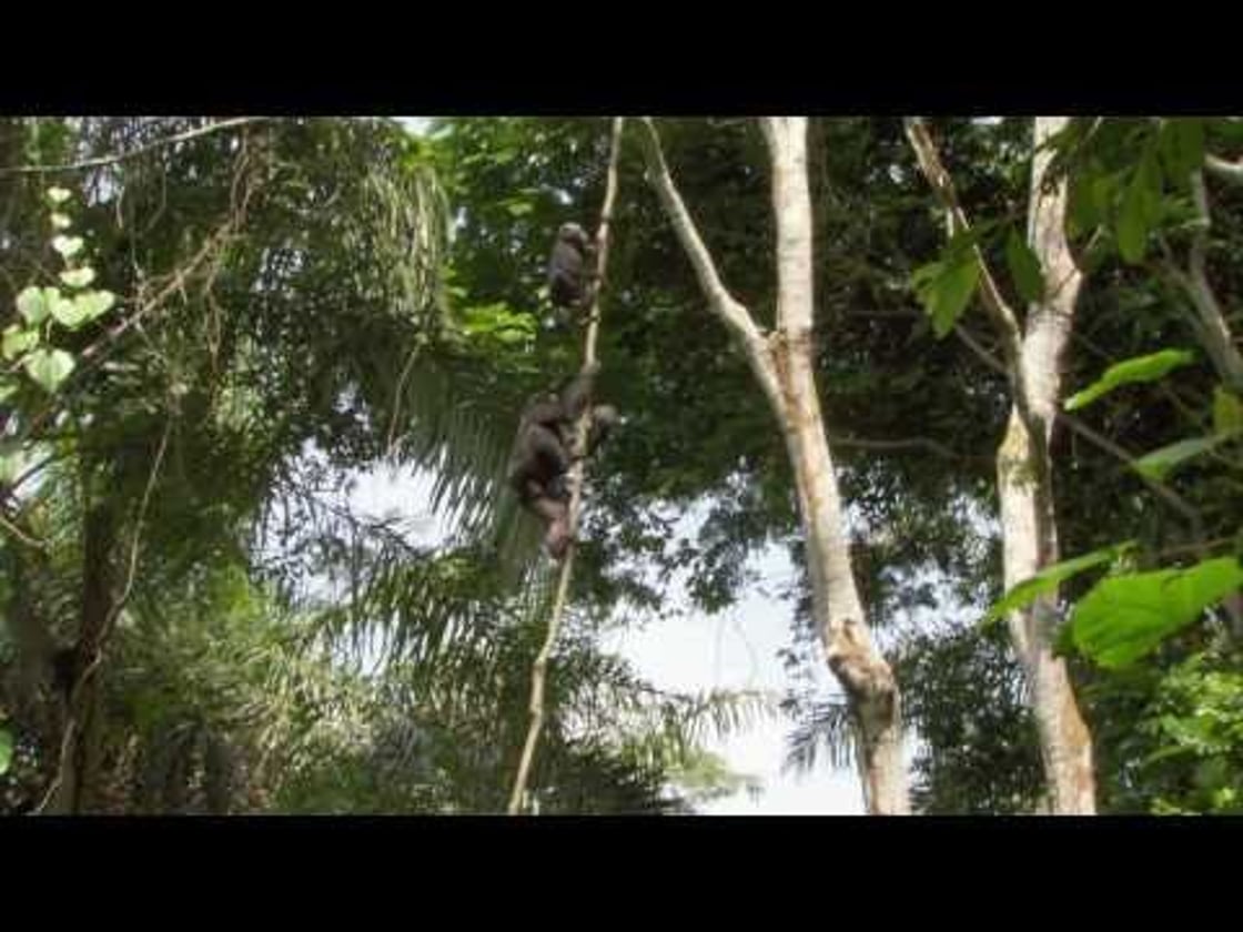 Bande annonce de Bonobos