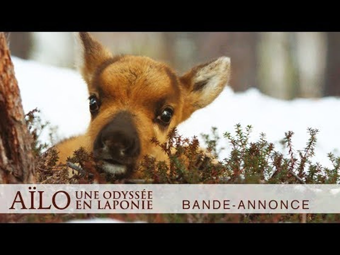 Bande annonce de Aïlo: une odyssée en Laponie