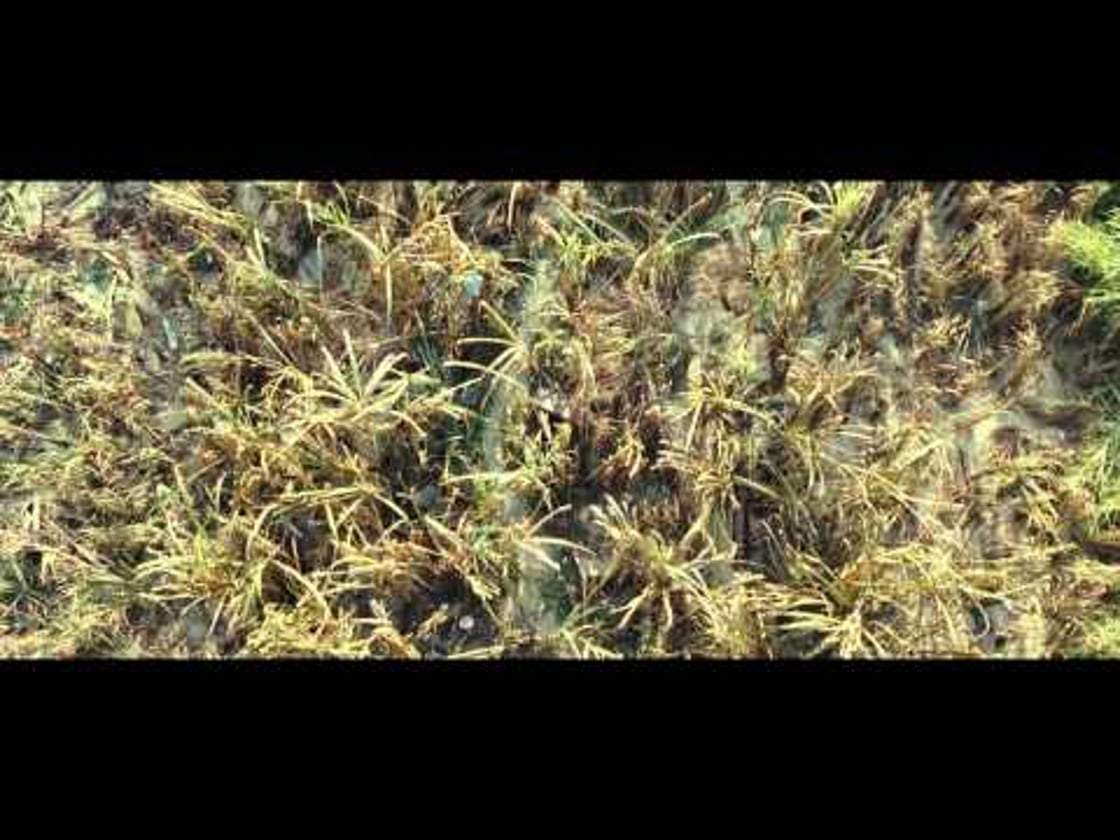 Bande annonce de The Impossible