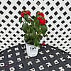 Proven Winner Lantana - Red