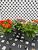  4 1/2” Potted Lantana 