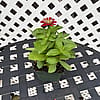 Profusion Zinnia