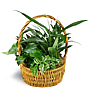 Thinking of You Garden Basket