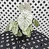 Fancy Leaved Caladium