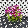 Torenia