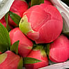 Peonies - Coral