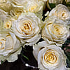 White Shimmer rose