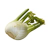 Fennel Head