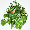 Philodendron Hederaceum - 6" Hanging Pot