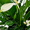 Peace Lily Basket 