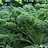 Curly Kale Bunches - 15 ct