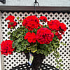 Cone Hanging Basket - Red