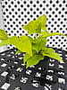 Ipomoea Sweet Potato Vine – 4 1/2" Pot