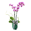 Phalaenopsis Orchid Plant