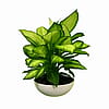 Dieffenbachia Tropic Marianne