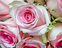 Pink Rose Bouquet