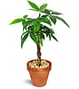 Petite Money Tree