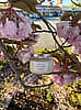 Secret Garden Candle | 9 oz Soy Candle