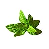 Mint Bunch