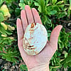 Polished Fossilized Clam Shell
