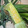 Local Corn