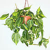 Philodendron Brasil - 6" Hanging Pot