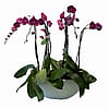Purple 6-Spike Orchid