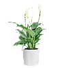 Peace Lily Plant