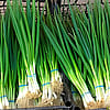 Organic Scallions - 15 ct