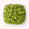 Microgreens Bundle: Arugula and Cilantro