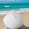 English Pear Sea Shell