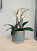 Potted Mini Orchid Planter